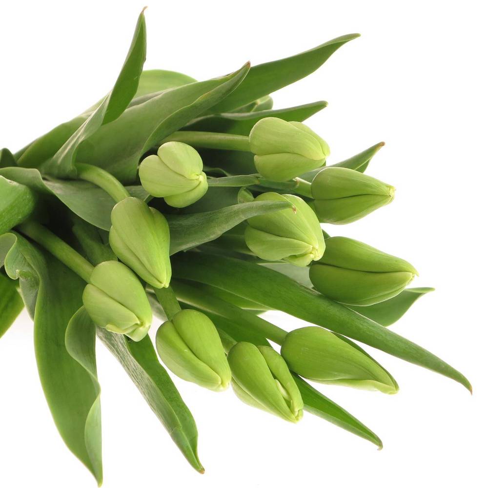 Franz.weiss/creme Proud 66 Gramm 60cm