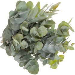 Populus dunkel grün Cinerea (pro stiel) 90cm