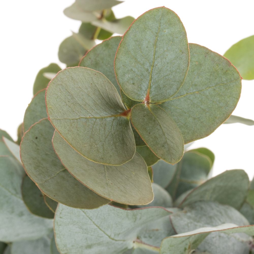 Populus dunkel grün Cinerea (pro stiel) 90cm