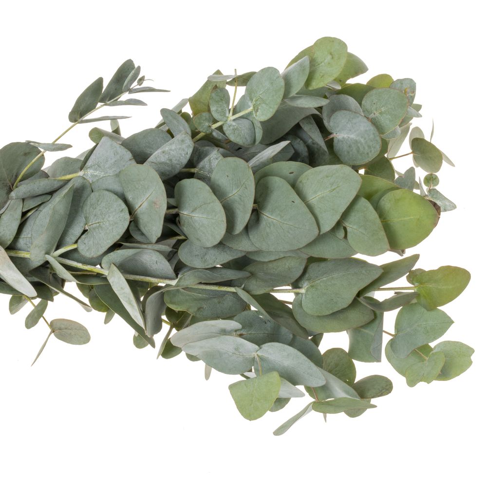 Populus dunkel grün Cinerea (pro stiel) 90cm