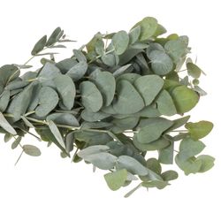 Populus dunkel grün Cinerea (pro stiel) 90cm
