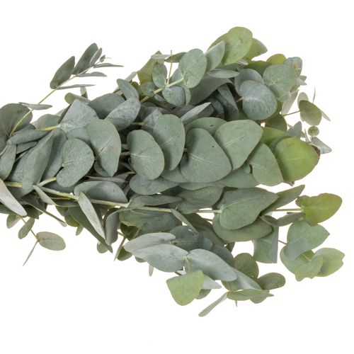 Populus dunkel grün Cinerea (pro stiel) 90cm