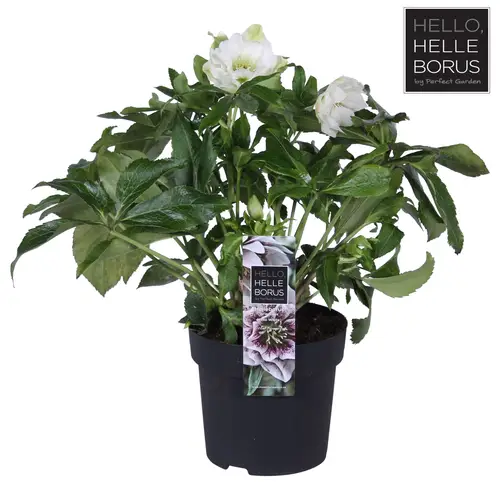 Helleborus Orientalis weiss/lila T14 H030