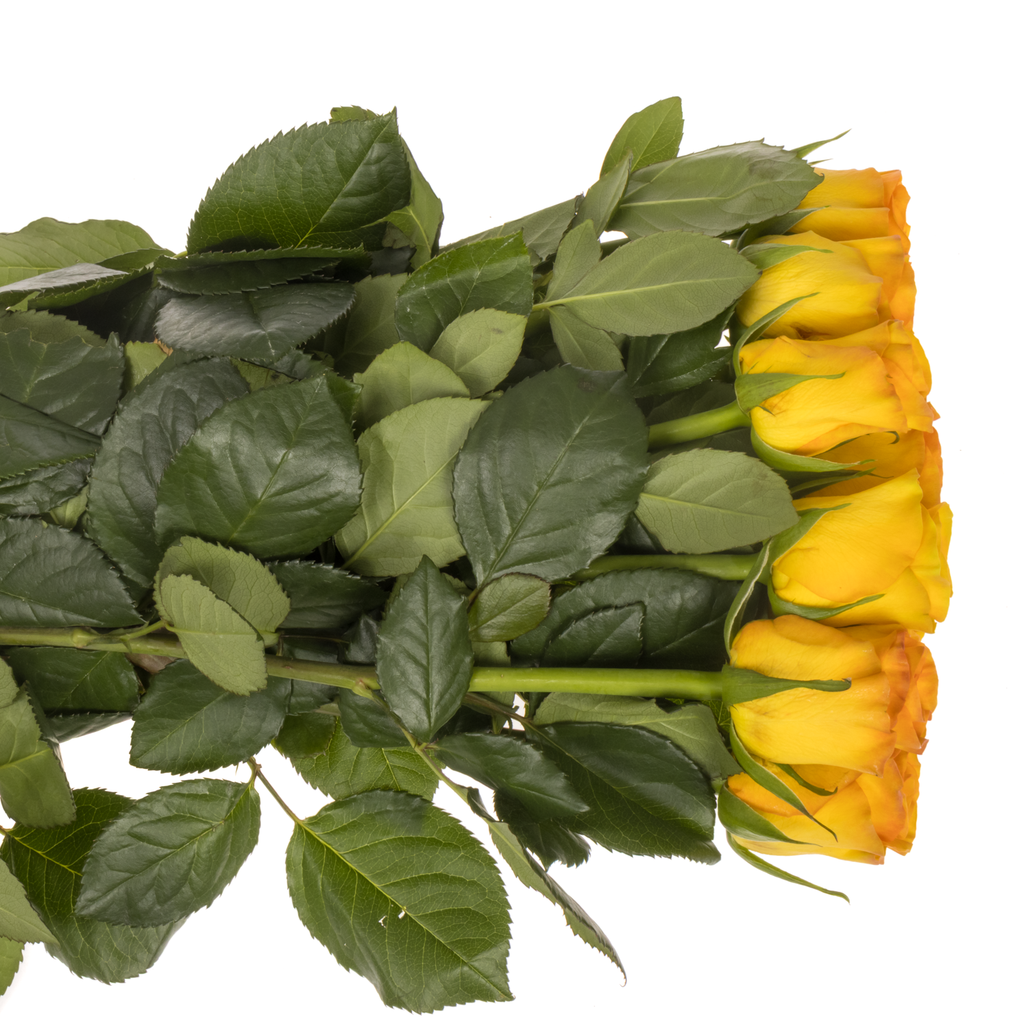 Rose gelb/orange Trinidad 60cm