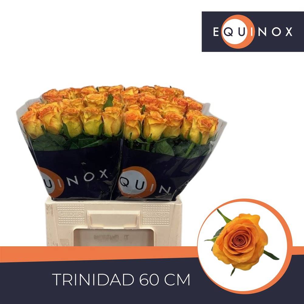 Rose gelb/orange Trinidad 60cm