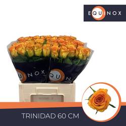 Rose gelb/orange Trinidad 60cm