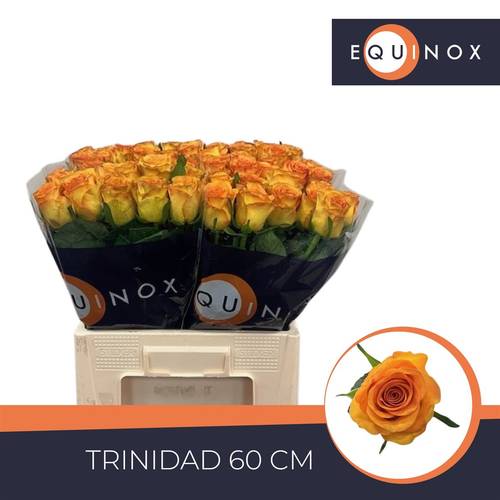 Rose gelb/orange Trinidad 60cm