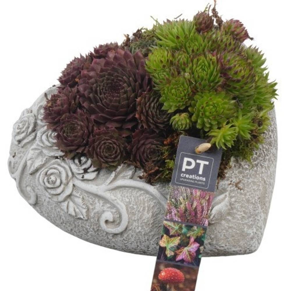 Garten.Arr PTAH8611 Allerheiligen T20 H017