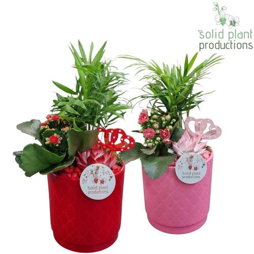 Chamaed.Arr mix Amy CE001 T13 H035