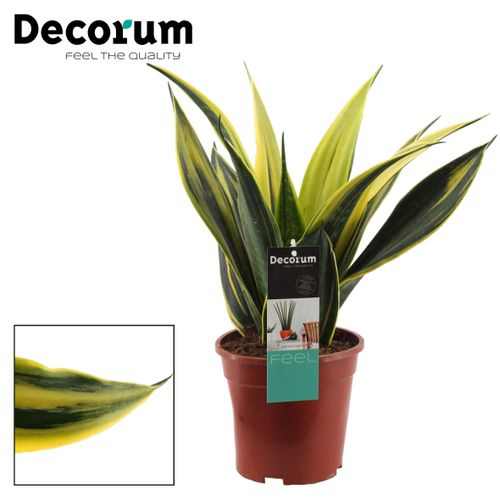 Sansevieria Golden Flame T17 H050