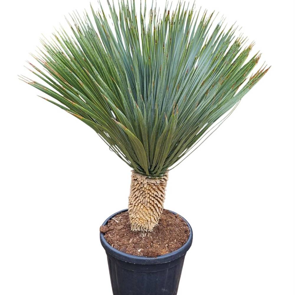 Yucca Rostrata T44 H120