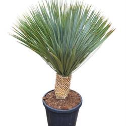 Yucca Rostrata T44 H120