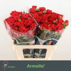Rose verzweigt rot Armelle 5+Blüte 60cm