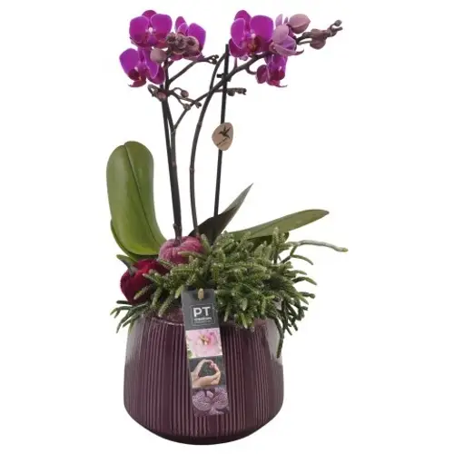 Phal.Arr PTHI5531 Herbst T16 H042
