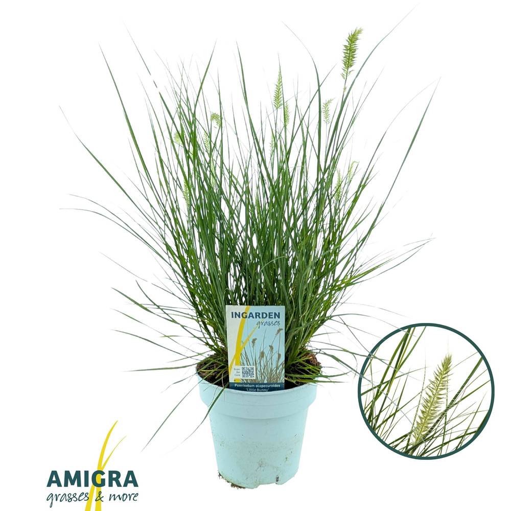 Pennisetum grün Little Bunny T15 H045