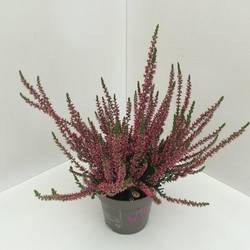 Calluna GG rot T11 H020