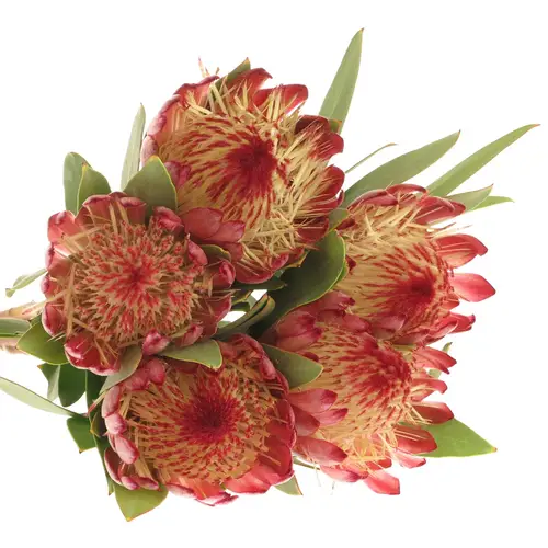 Protea rot Robijn 40cm