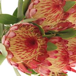 Protea rot Robijn 40cm
