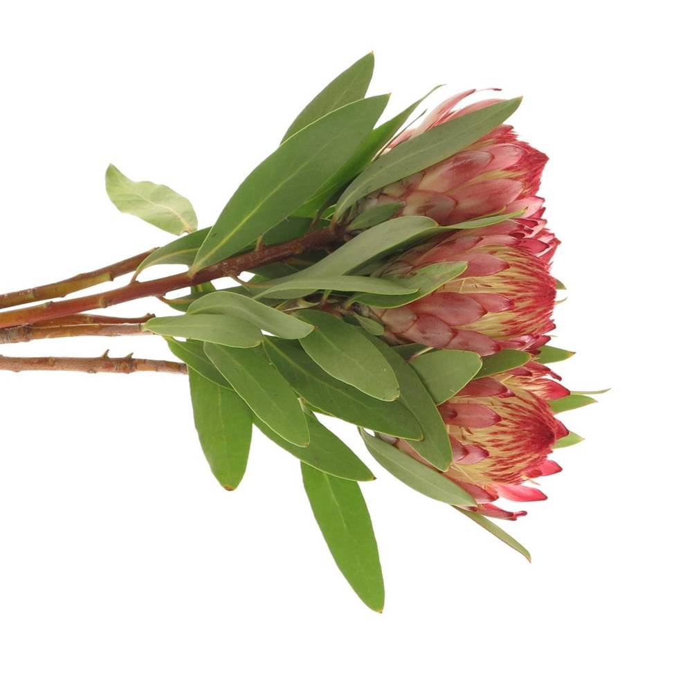 Protea rot Robijn 40cm