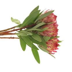 Protea rot Robijn 40cm