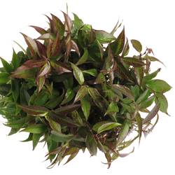 Leucothoe Rainbow 45cm
