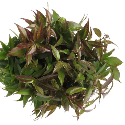 Leucothoe Rainbow 45cm
