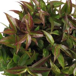Leucothoe Rainbow 45cm