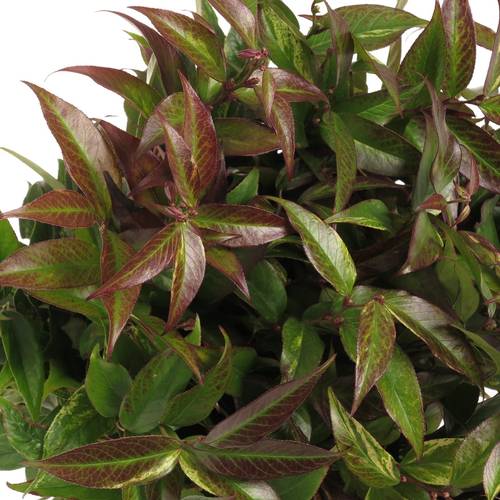 Leucothoe Rainbow 45cm