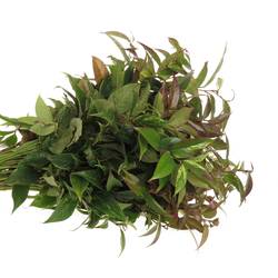 Leucothoe Rainbow 45cm