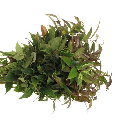 Leucothoe Rainbow 45cm