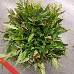 Leucothoe Rainbow 45cm