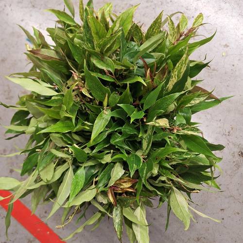 Leucothoe Rainbow 45cm