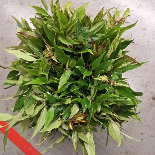 Leucothoe Rainbow 45cm