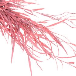 Grevilea rosa gefärbt 70cm