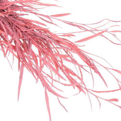 Grevilea rosa gefärbt 70cm