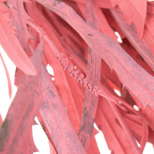 Grevilea rosa gefärbt 70cm