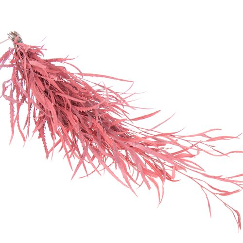 Grevilea rosa gefärbt 70cm