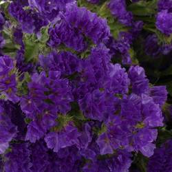 Statice violett Crystal Dark Blue 45Gramm 80cm