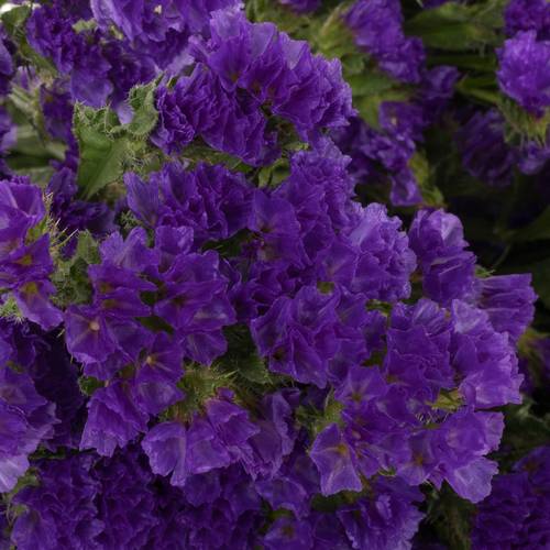 Statice violett Crystal Dark Blue 45Gramm 80cm