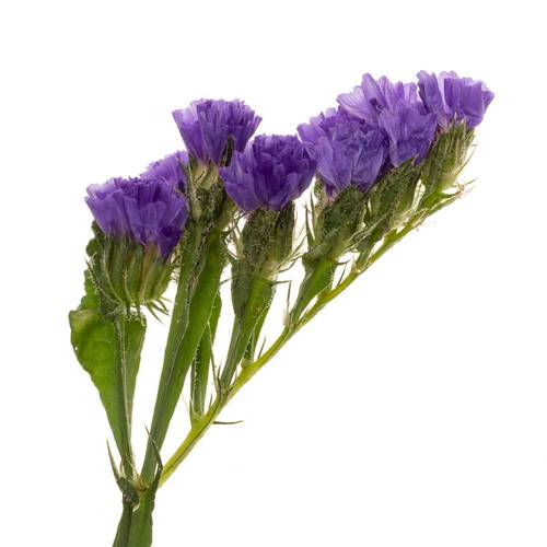 Statice violett Crystal Dark Blue 45Gramm 80cm