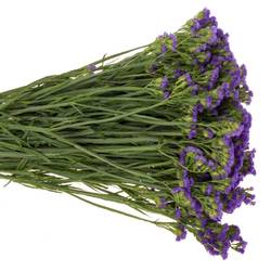Statice violett Crystal Dark Blue 45Gramm 80cm