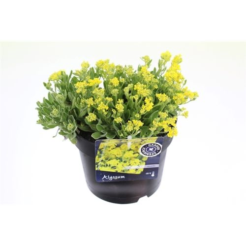 Alyssum Saxati T17 H025