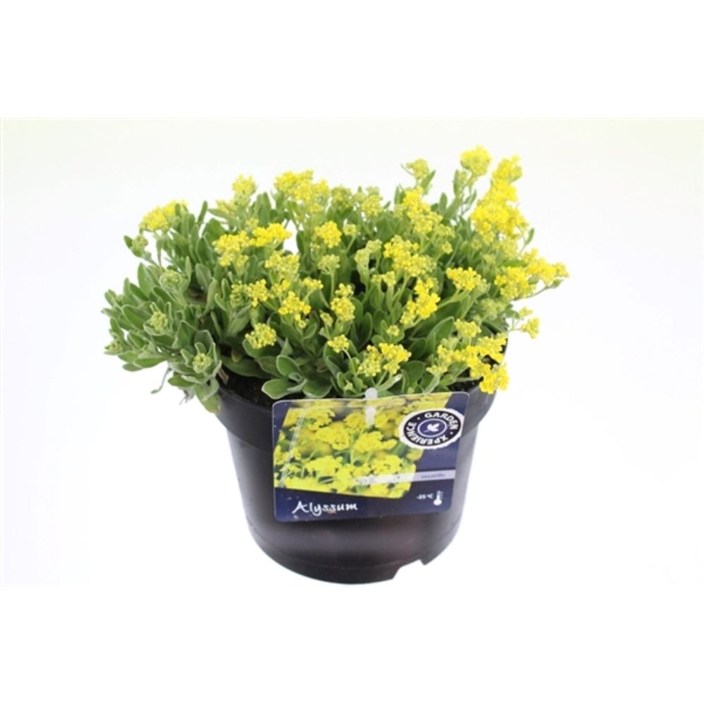 Alyssum Saxati T17 H025