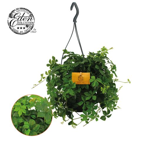 Parthenocissus Eden Ampel T15 H25