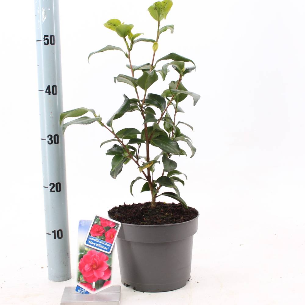 Camellia Retic. Mary Williams rot T19 H030