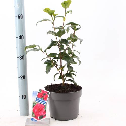 Camellia Retic. Mary Williams rot T19 H030