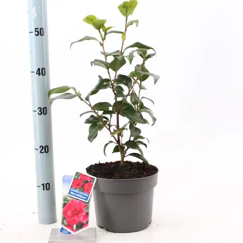 Camellia Retic. Mary Williams rot T19 H030