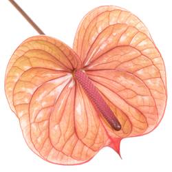 Anthurium rosa Tequila Blüte 9cm