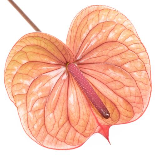 Anthurium rosa Tequila Blüte 9cm