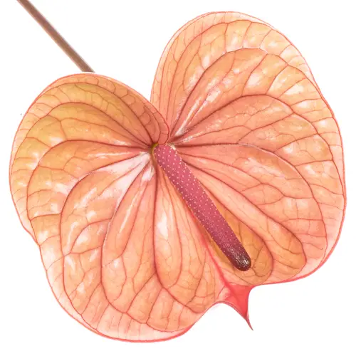 Anthurium rosa Tequila Blüte 9cm